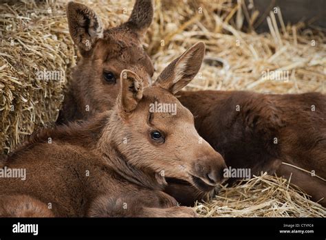 Rescued young moose calves, Alaska, USA Stock Photo - Alamy