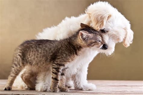 Puppy & Kitten Together: Are They a Good Match? | Sacramento vets