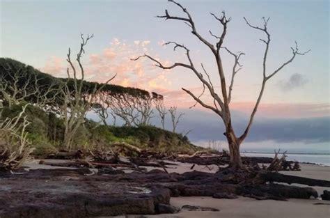 Explore Big Talbot Island State Park and Boneyard Beach