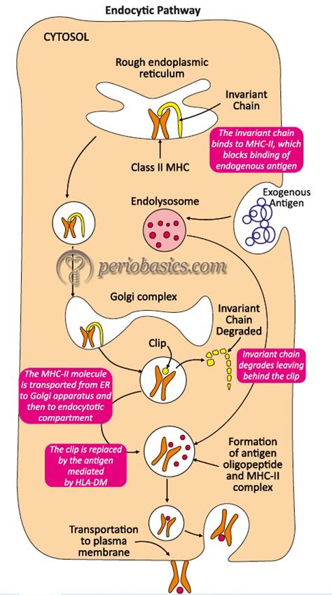 Major histocompatibility complex – periobasics.com