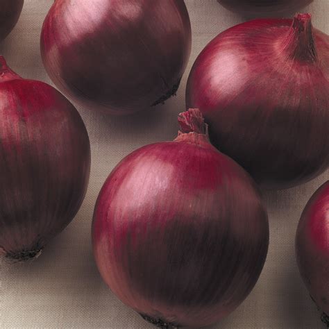 Red Wing Hybrid Onion Plants: Long Day Red Storage Onions > Onion Plant Varieties > Brown's ...