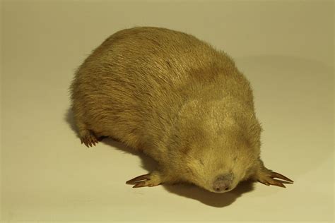 Giant Golden Mole: History, Facts, Size, Habitat, Classification & Much More - Animals Name