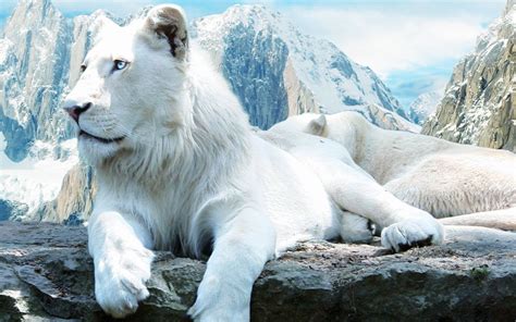 White Lion Wallpapers (66+ images)