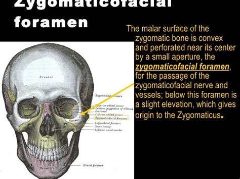 The Head - Human Anatomy