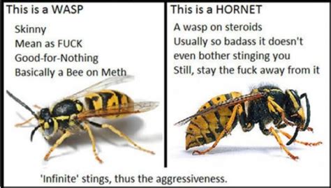 Wasp Vs Hornet | Wasp vs hornet, Wasp, Hornet