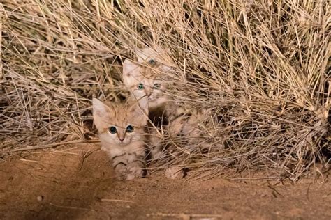 These adorable sand cats could be under threat | CNN