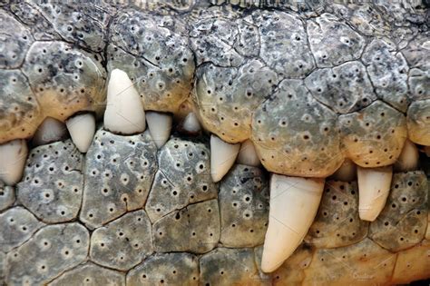 Crocodile teeth | Stock Photos ~ Creative Market