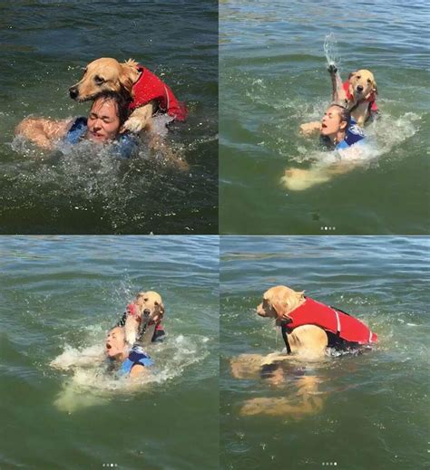 She took the dog out for his first swim | Odd Stuff Magazine