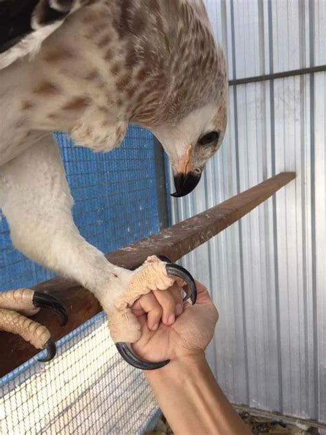 🔥 The size of these Eagle talons! : r/NatureIsFuckingLit