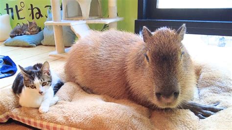 Capybara & Cat Cafe in Japan Tokyo 🐈 Capy Neko Cafe Kichijoji - Alo Japan