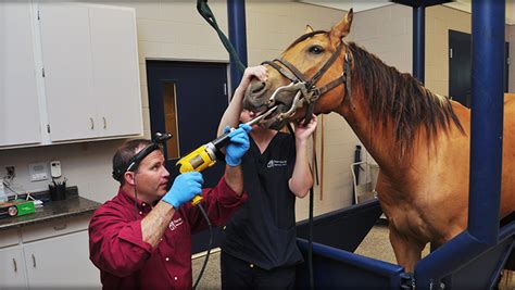 Equine Health Care, Equine Wellness Care | Petersburg Veterinary Clinic ...