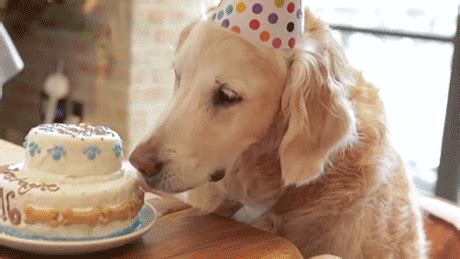 Happy Birthday GIF - Find & Share on GIPHY