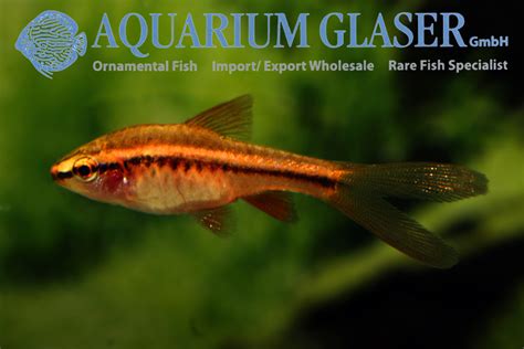 Puntius titteya „Longfin“ - Aquarium Glaser GmbH