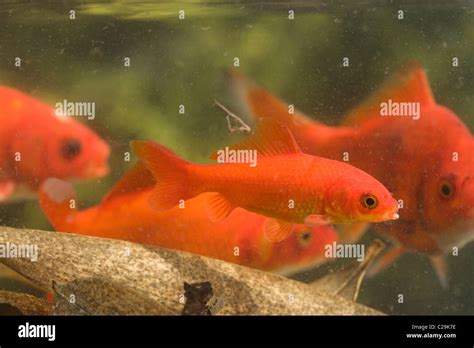 Goldfish pond winter hi-res stock photography and images - Alamy