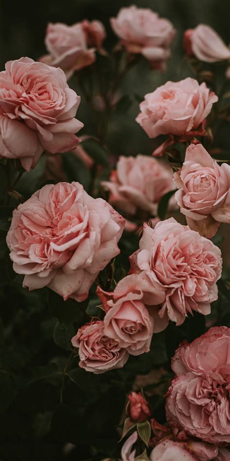 Pin by Matthew on Wallpapers | Flower aesthetic, Flower phone wallpaper, Pink flowers photography
