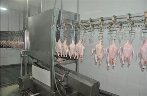 17 Best images about chicken processing equipment chicken evisceration ...