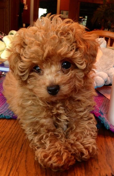 Red Standard Poodle Puppies For Sale