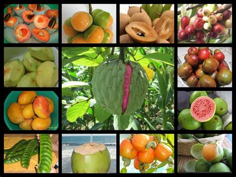 El salvador food, Salvadorian food, Exotic fruit