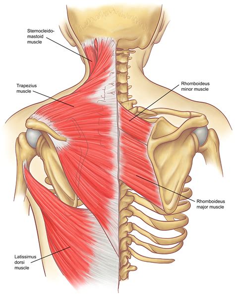 Anatomy of the Neck and Cervicothoracic Junction - Thoracic Surgery Clinics