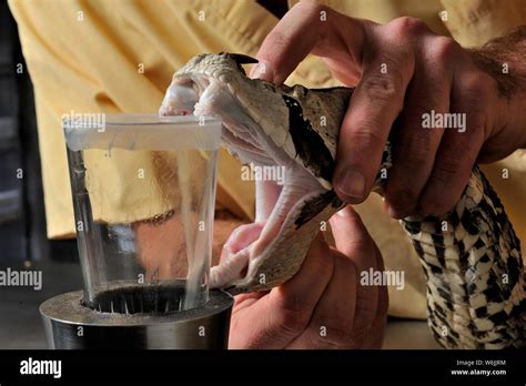 West african gaboon viper (Bitis rhinoceros), venom extracting in a ...