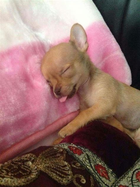 Deer Head Chihuahua Puppies Newborn - Pets Lovers