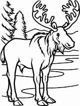 Moose Coloring Pages  Kidsuki sketch template