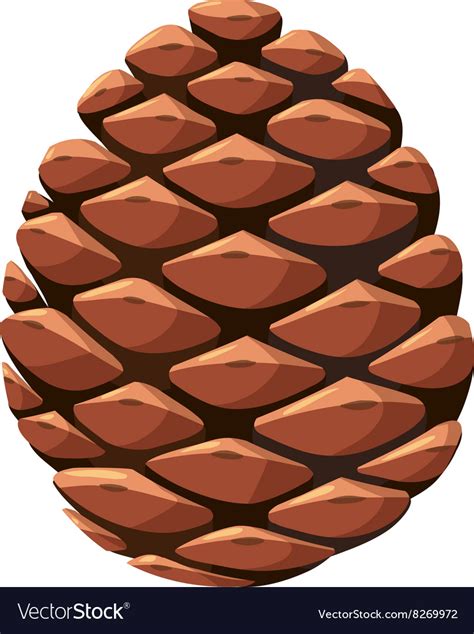 Close up of pine cone Royalty Free Vector Image