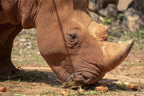 White Rhinoceros is Eating Food Stock Image - Image of landscape, male: 188694395