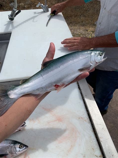 Fishing - Kokanee Salmon