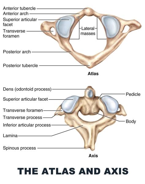 The Atlas and Axis - #anatomy images illustrations #anatomy images ...