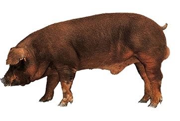 Duroc | Pig Farming Tips | Apni Kheti