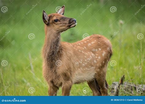 Baby Elk Calf in Colorado Profile Stock Image - Image of grassland ...