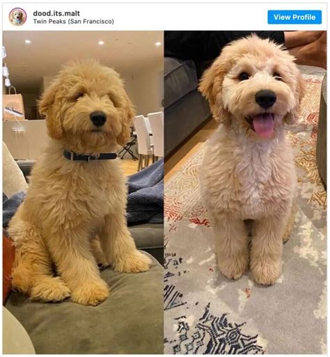 Doodle Haircuts to Swoon Over (TONS of Pictures!) | Mini goldendoodle ...