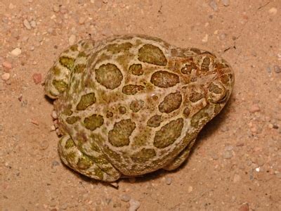 Great Plains Toad (Anaxyrus cognatus) Herpedia™.com