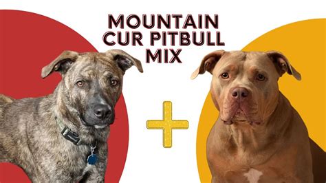 All About Mountain Cur Pitbull Mix - YouTube