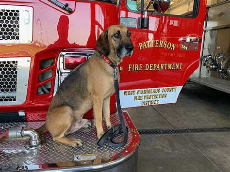 Grady, the Firehouse Dog | Patterson Irrigator — Community | ttownmedia.com