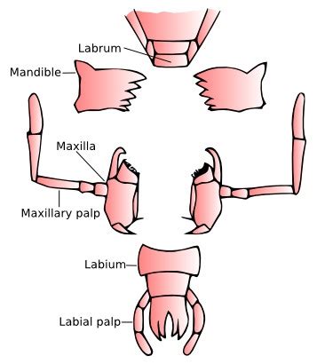 Insect mouthparts - Amateur Entomologists' Society (AES)