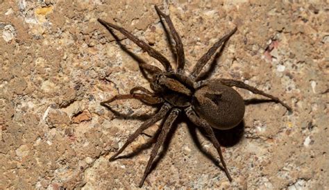 A Helpful Guide to Spiders in North Carolina - Learn More