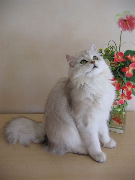 British Longhair Cat Info, Kittens, Temperament, Care, Pictures