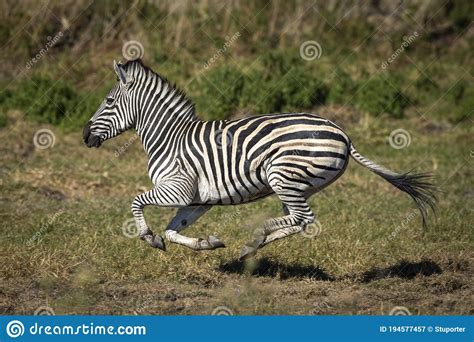 Zebra Running Scared From Lions Stock Photography | CartoonDealer.com #16218560