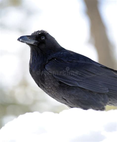 Raven In The Snow Stock Photos - Image: 18844353