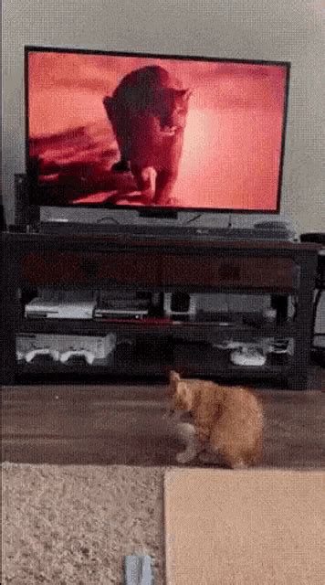 Cat Watching Tv Gif