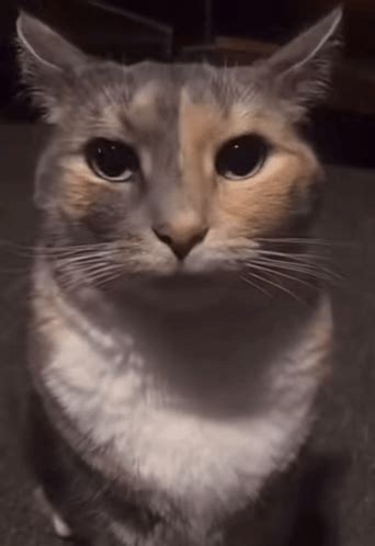 Thousand Yard Stare Staring Cat Meme - Thousand yard stare Staring cat Ptsd - Discover & Share GIFs