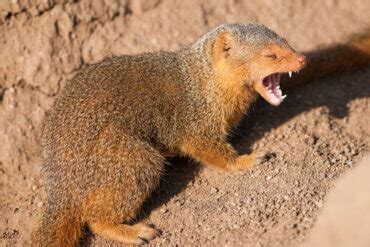 The Characteristics, Habitat, and Behavior of the Mongoose - My Animals