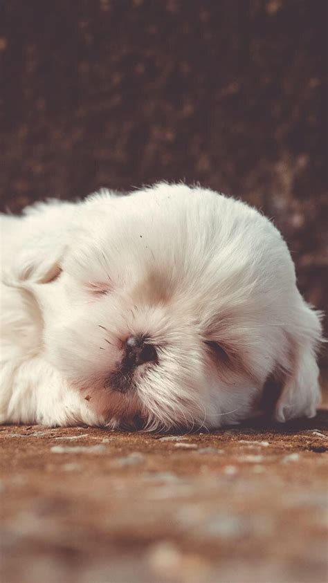 Puppy Sleeping Wallpapers - Top Free Puppy Sleeping Backgrounds ...