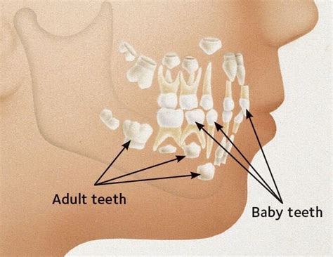 Baby Teeth: When They Come In, When They Fall Out — Southside Dental