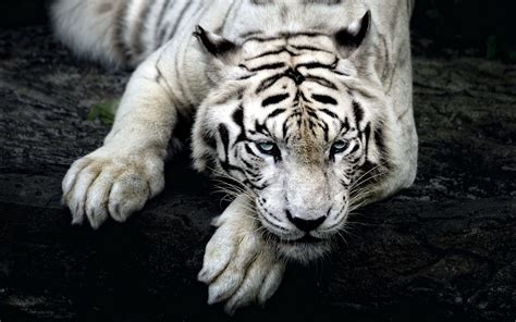 White Tiger Wallpapers - Top Free White Tiger Backgrounds - WallpaperAccess