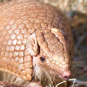 Southern Three-banded Armadillo | Lincoln Park Zoo