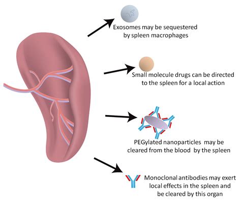 IJMS | Free Full-Text | Emerging Role of the Spleen in the ...