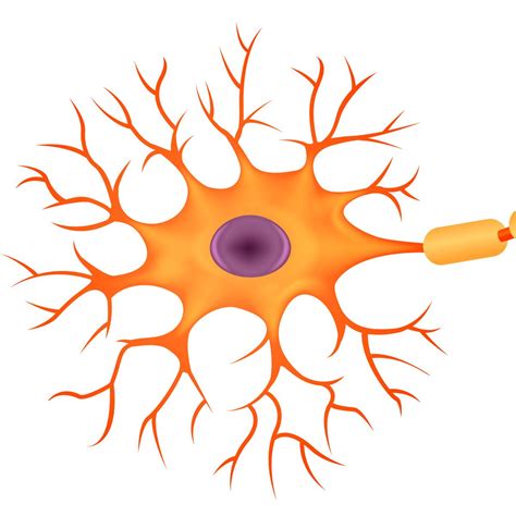 Neurons: Division, Functions and Characteristics - thedrudgereort280.web.fc2.com